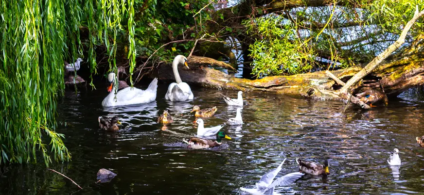 Cisnes y patos nadando sobre un tranquilo lago glacial.