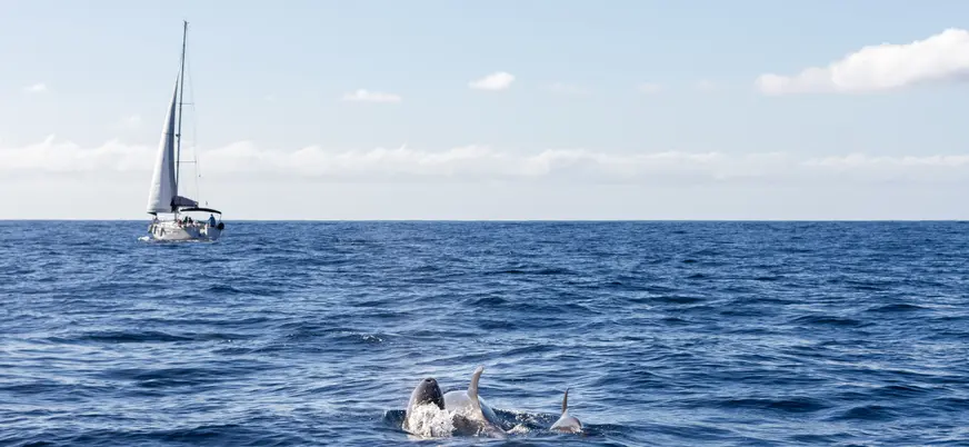 Avistamiento de los animales marinos desde un velero en Tenerife.
