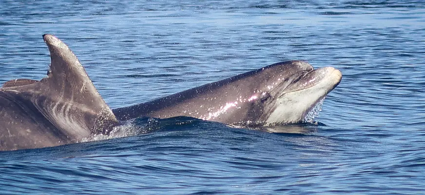 Un delfín tan cerca que parece sonreírte.