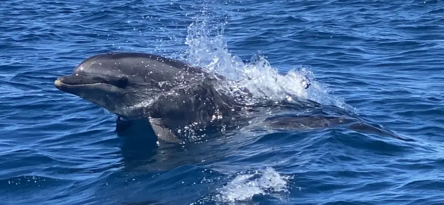 Un salto de un delfín, una sonrisa… la magia del Atlántico.