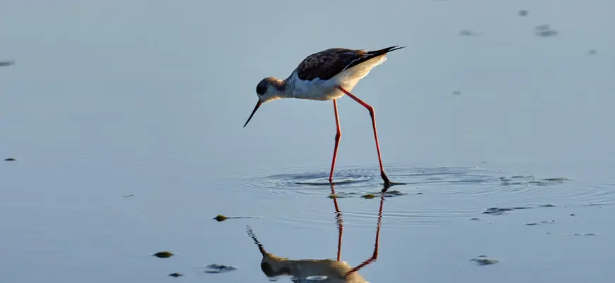  Fauna típica de la Albufera, Valencia