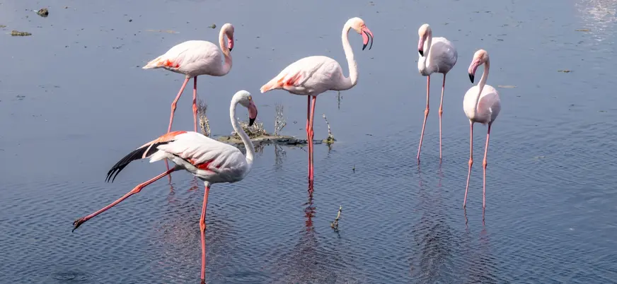 Bandada de flamencos sobre las aguas de la Albufera, Valencia