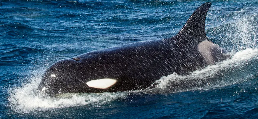 Orca frente a la costa portuguesa, un momento único.
