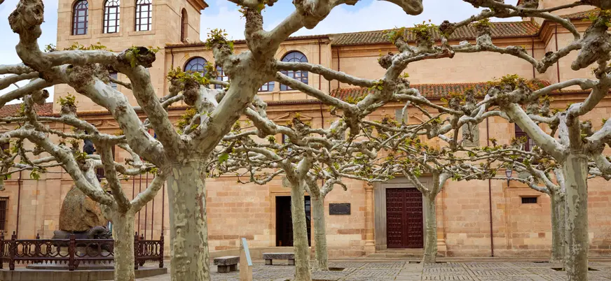 Entrelazado de árboles en la plaza de Viriato en Zamora