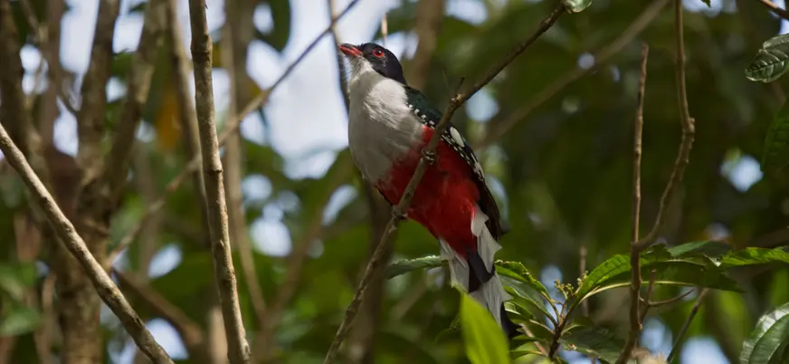 El Tocororo es un pájaro típico de Trinidad, Cuba