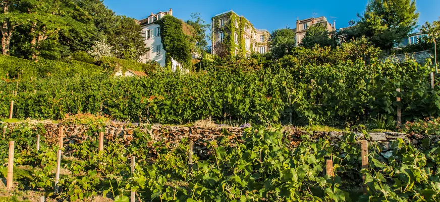 Zona de viñedos en Montmartre, París