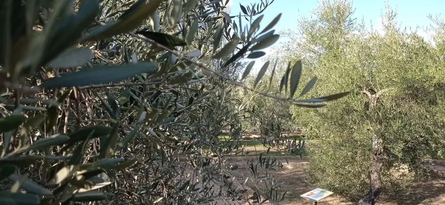 Naturaleza que rodea la actividad de Oleoturismo en la Hacienda La Laguna.