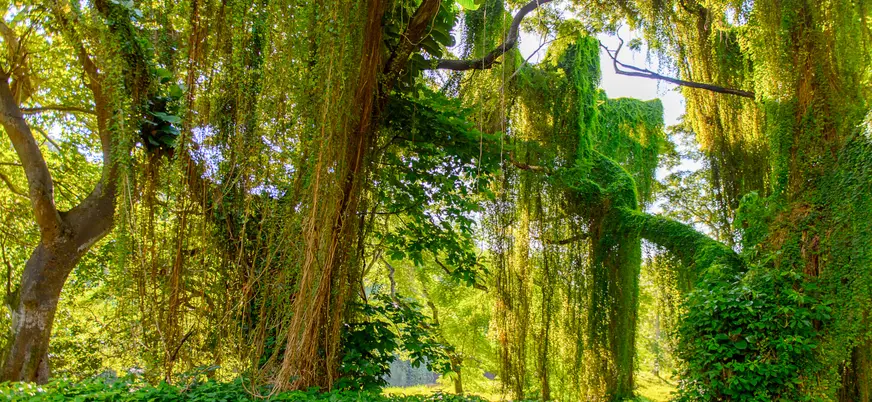 Bosque urbano en La Habana, Cuba