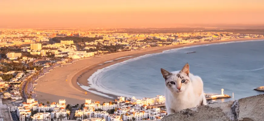 Una panorámica de Agadir con un gato curioso en primer plano, observando la ciudad desde las alturas.