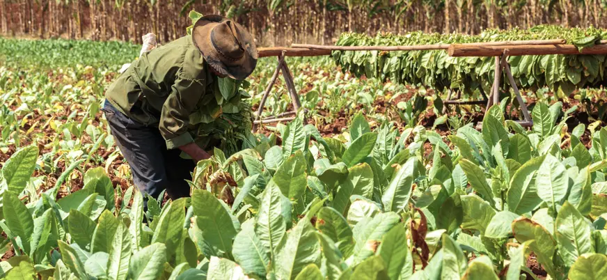 Recolección de tabaco, una de los aprendizajes que te llevarás de esta excursión privada.