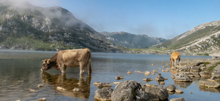 Vacas bebiendo agua en un lago de montaña en los Lagos de Covadonga