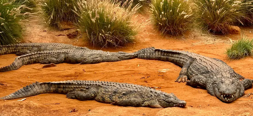 Crocoparc Agadir alberga más de 300 cocodrilos en un entorno natural lleno de jardines y senderos.