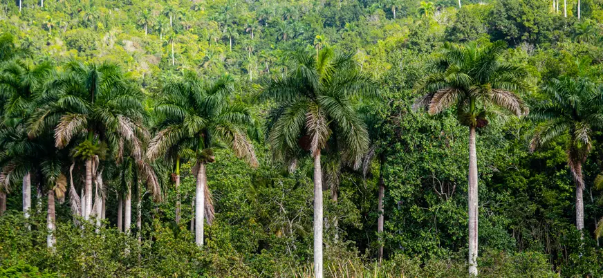 La impresionante Reserva de la Biosfera en Rosario, Cuba