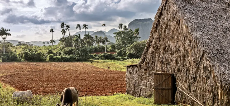 Representación típica de una plantación de tabaco, con animales y casas típicas.