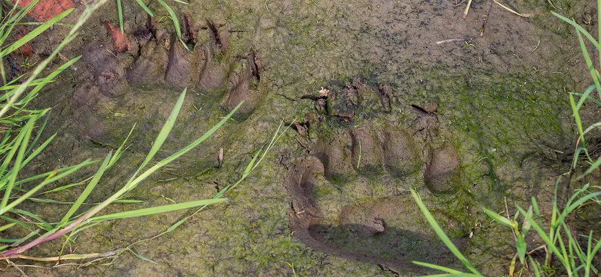 Huellas de oso pardo marcadas en un monte en Asturias