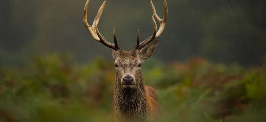 Ciervo macho durante la berrea en Asturias