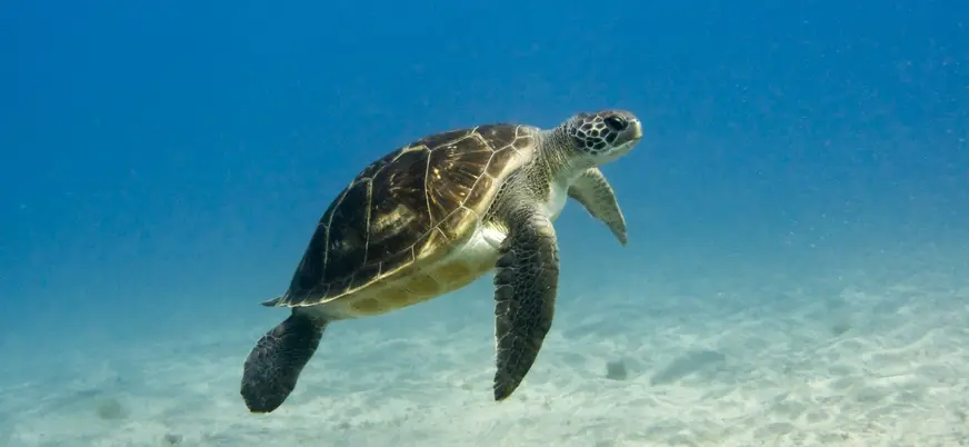 Tortuga nadando sobre fondo arenoso en Las Galletas, Tenerife