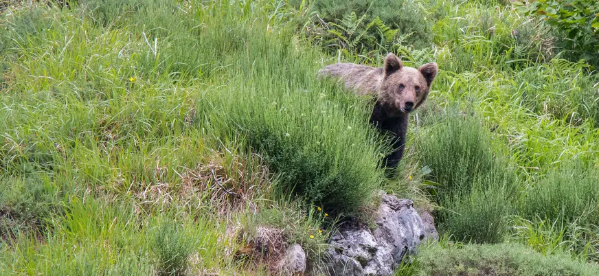 Oso pardo joven asomándose en un monte en Asturias