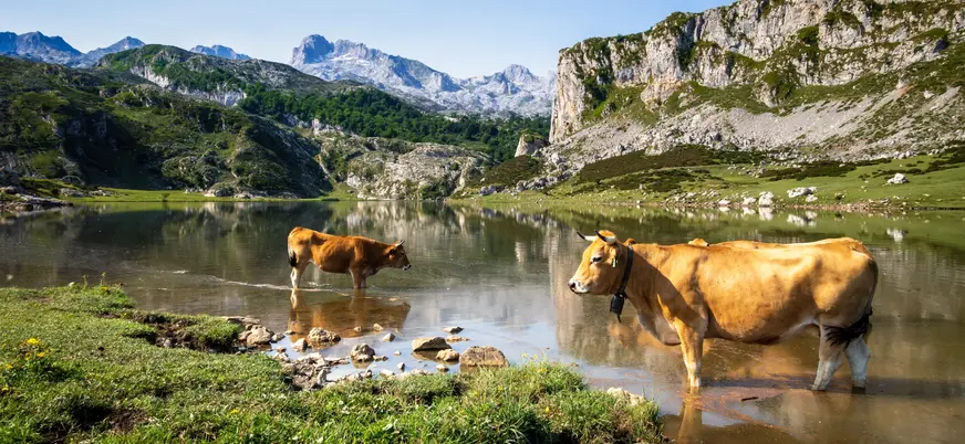Ganado al lado del lago Ercina en los Picos de Europa, Asturias
