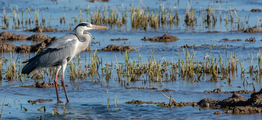 Garza real en los arrozales del Parque Natural de la Albufera de Valencia