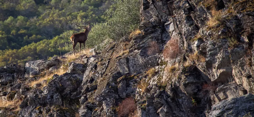 Ciervo macho durante la berrea en los montes de Asturias