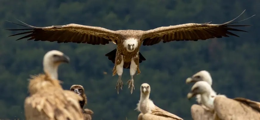 Buitre leonado aterrizando junto a otros en los Picos de Europa, Asturias
