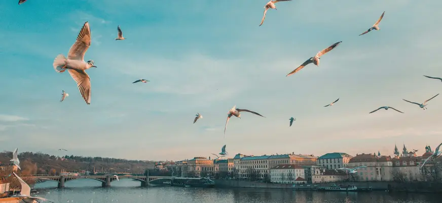 Gaviotas volando sobre el río Moldava y el puente Jirásek en Praga.