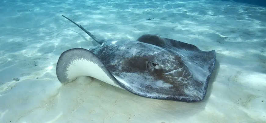 Raya sobre el fondo arenoso de Las Galletas, Tenerife