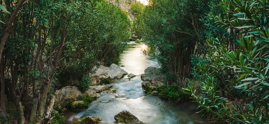 Cauce del río Algar rodeado de vegetación y adelfas en Callosa d'en Sarrià