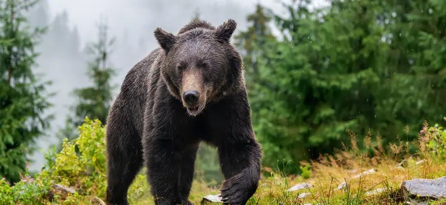 Oso pardo caminando en las montañas de Asturias
