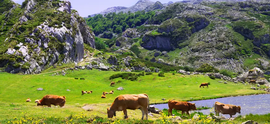 Vacas pastando junto al lago en los Picos de Europa, Asturias