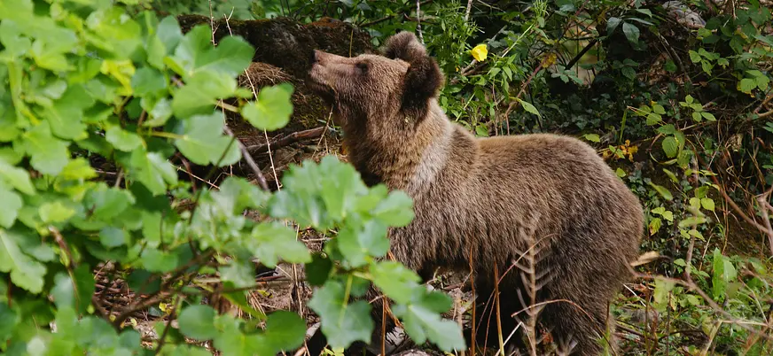 Oso pardo alimentándose, Asturias