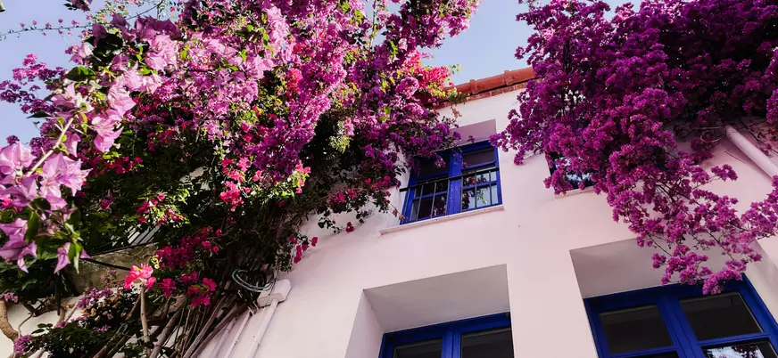 Fachada blanca con buganvillas en flor en las calles de Cadaqués