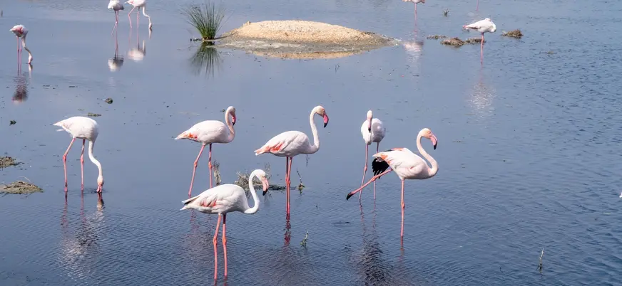 Flamencos rosados en las aguas someras del Parque Natural de la Albufera