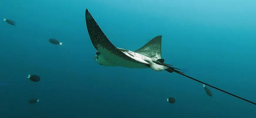 Raya nadando en el fondo marino de las Galletas, Tenerife