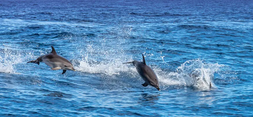 Delfines saltando olas vistos desde el barco en Mallorca