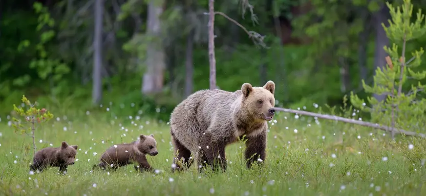 Osa seguida por sus dos esbardos en Asturias