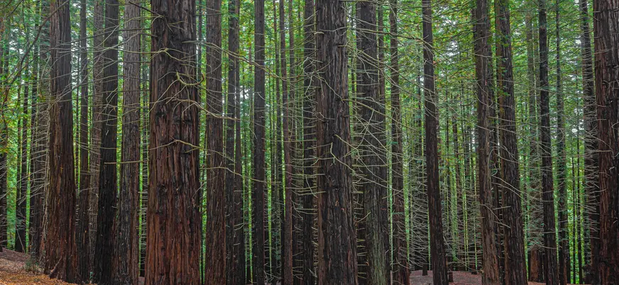 Bosque de secuoyas con altos troncos rectos en Cantabria.