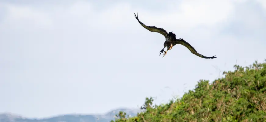 Quebrantahuesos volando sobre las montañas Asturias