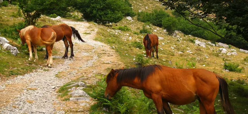 Caballos pastando en los Picos de Europa