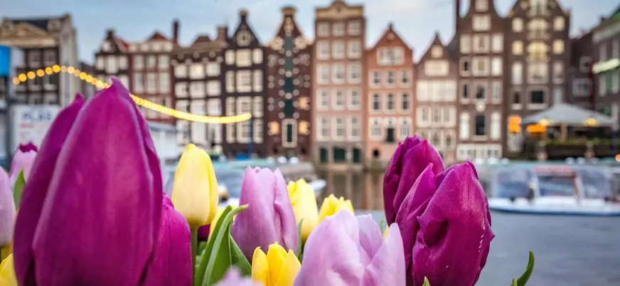 Tulipanes ante casas tradicionales en Ámsterdam
