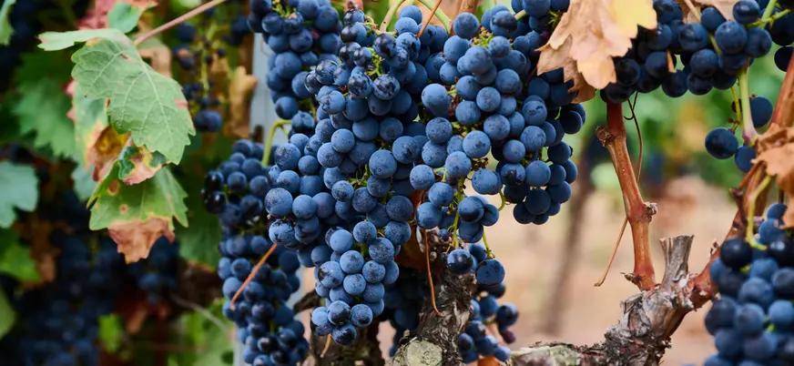 Racimos de uvas tintas en un viñedo