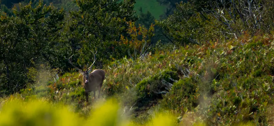 Ciervo macho asomando durante la berrea en Asturias