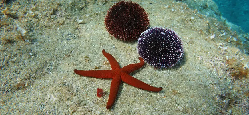 Estrella de mar roja y erizos sobre el fondo marino de Menorca