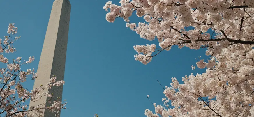 Obelisco de Washington entre cerezos en flor, Washington D.C., Estados Unidos