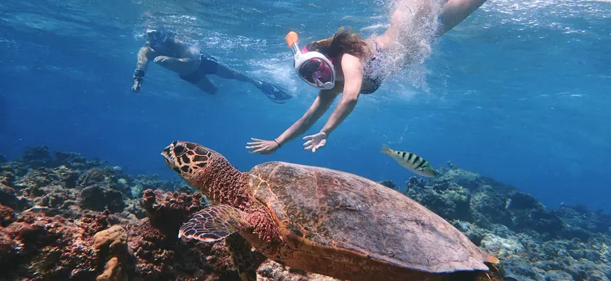 Personas haciendo snorkel junto a una tortuga marina en la costa de Tenerife
