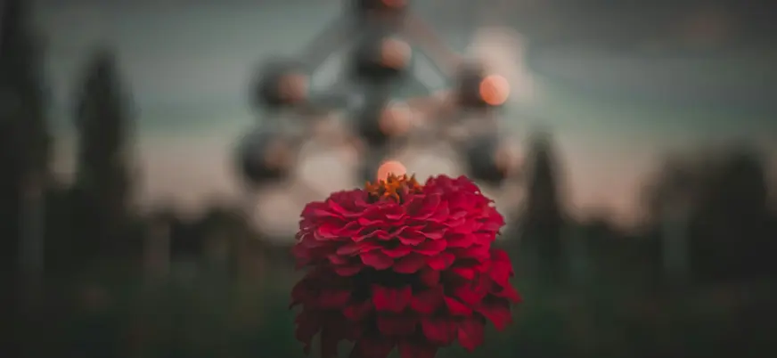 Flor roja en primer plano con el Atomium de Bruselas