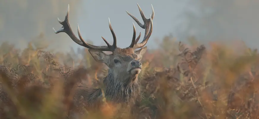 Ciervo macho entre helechos durante la berrea en Asturias