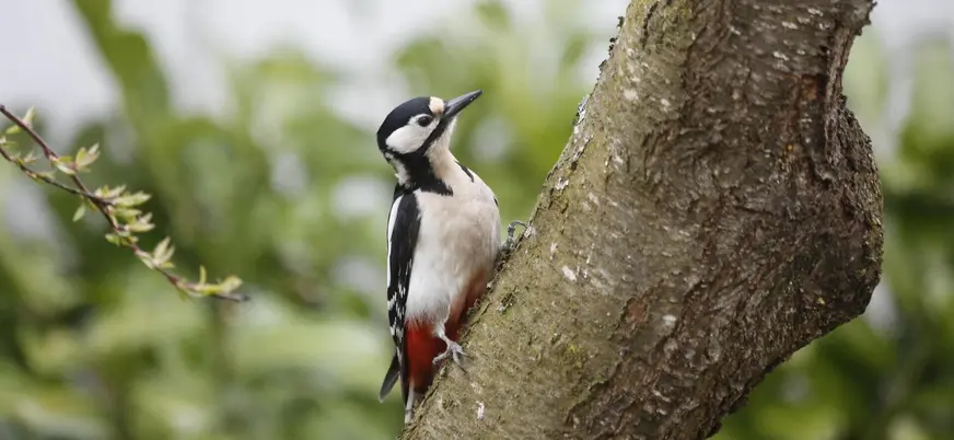 Pájaro carpintero en los bosques de Asturias