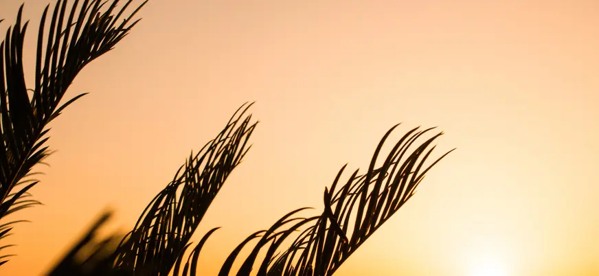 Silueta de hojas de palmera contra un cielo anaranjado durante una puesta de sol en Altea, España.